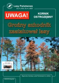 Kornik OSTROZĘBNY - groźny szkodnik